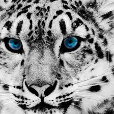 Схема вышивки «леопард»