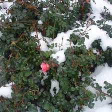 Схема вышивки «противостояние»