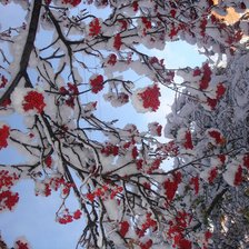 Схема вышивки «рябина»