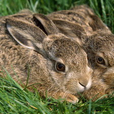 Схема вышивки «animals3»