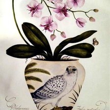 Схема вышивки «Серия "Орхидеи"»