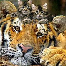 Схема вышивки «Nagymacska ki cicákkal»