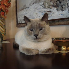 Схема вышивки «Маркиз»