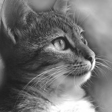 Схема вышивки «Кошка»