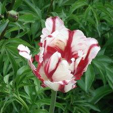 Схема вышивки «одинокий красавец»