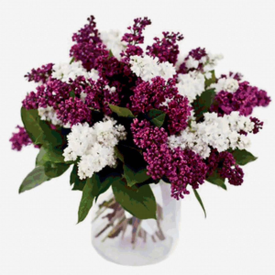 Сирень - цветы, букет, сирень - предпросмотр