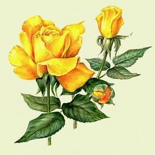 Схема вышивки «розы»