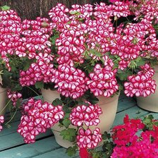 Схема вышивки «№232083»