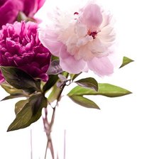 Схема вышивки «пион 3»