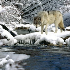 Схема вышивки «animals14»