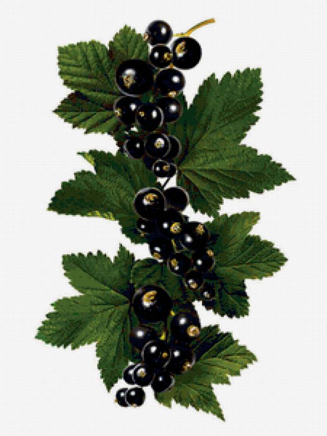 черная смородина - ягоды - предпросмотр