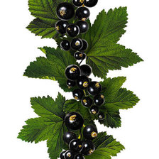 черная смородина