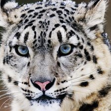 Схема вышивки «№232292»