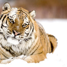 Схема вышивки «№232300»