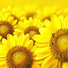 Схема вышивки «№232312»