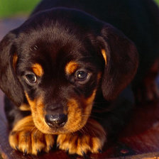 Схема вышивки «№232314»