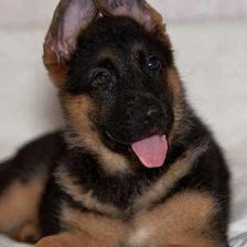 Схема вышивки «овчарка»