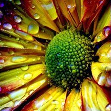 Схема вышивки «прелесть»