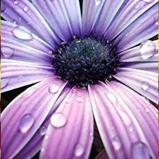 Схема вышивки «прелесть»