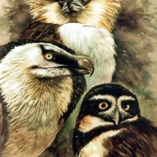 Схема вышивки «madarak»