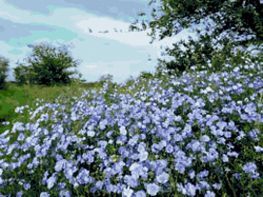 лен цветет - пейзаж, лето, полевые цветы - предпросмотр