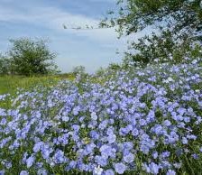 Схема вышивки «лен цветет»