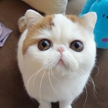 Схема вышивки «№232764»