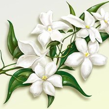 Схема вышивки «Белые цветы»