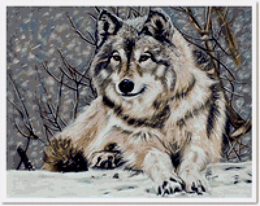 Волк - зима, волки, животные, природа - предпросмотр