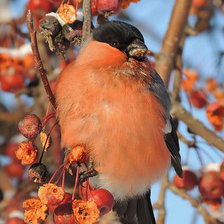 Схема вышивки «Снегирь 2»