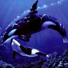 Схема вышивки «касатки»