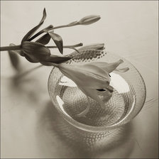 Схема вышивки «лилия»