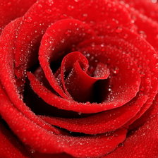 Схема вышивки «розы»