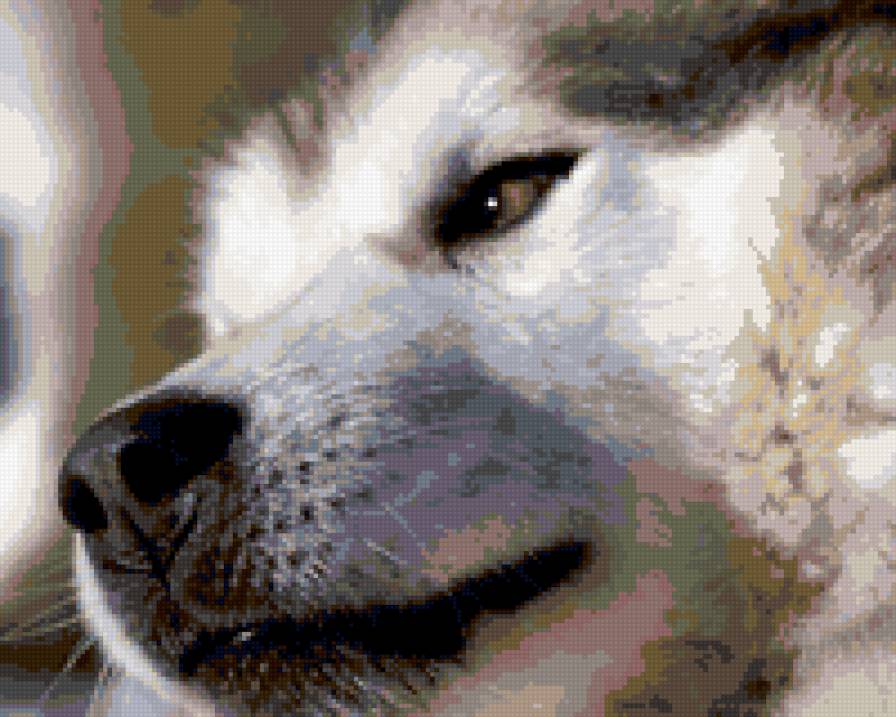 Хаски - хаски, тень, черно-белая, собака - предпросмотр