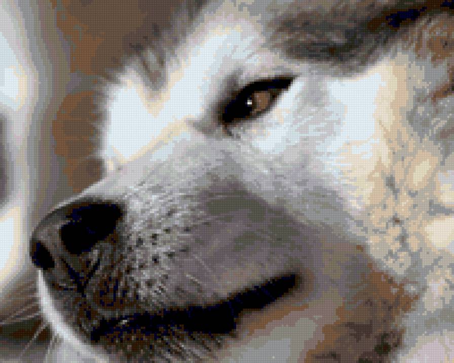 Хаски - собака, дмс-марка, хаски - предпросмотр