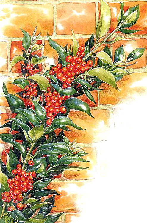 Ягоды - ягоды - оригинал