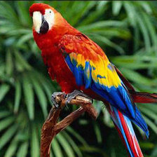 Схема вышивки «Попугай»