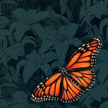 Схема вышивки «№233488»