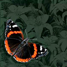 Схема вышивки «№233490»