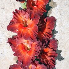 Схема вышивки «№233897»