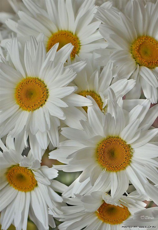 королевы полей - цветы, ромашки - оригинал