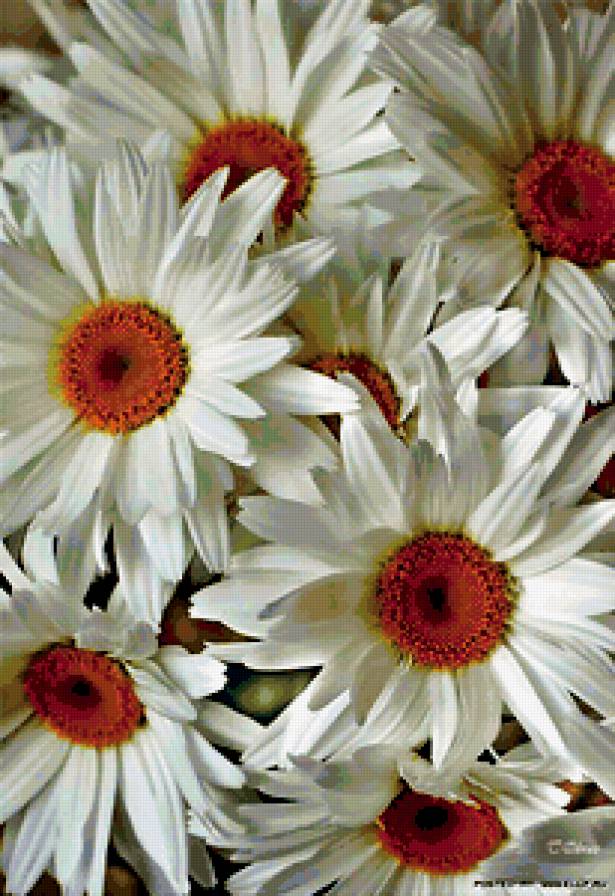 королевы полей - ромашки, цветы - предпросмотр