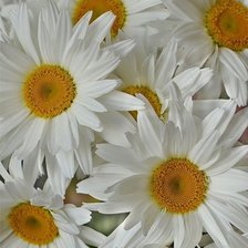 Схема вышивки «королевы полей»