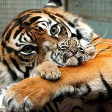 Схема вышивки «радость материнства»