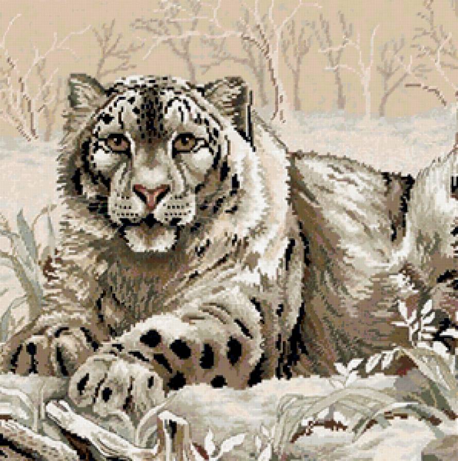 снежный барс - животные - предпросмотр