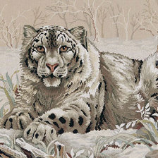 снежный барс