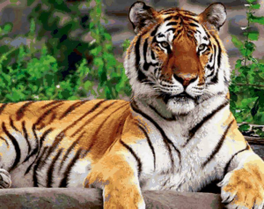 тигр - тигры, кошки, животные - предпросмотр
