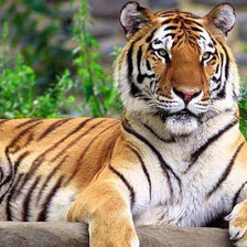 Схема вышивки «тигр»