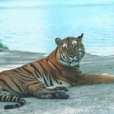 Схема вышивки «тигр у воды»