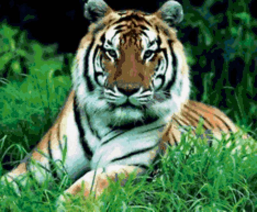 тигр - кошки, тигры, животные - предпросмотр